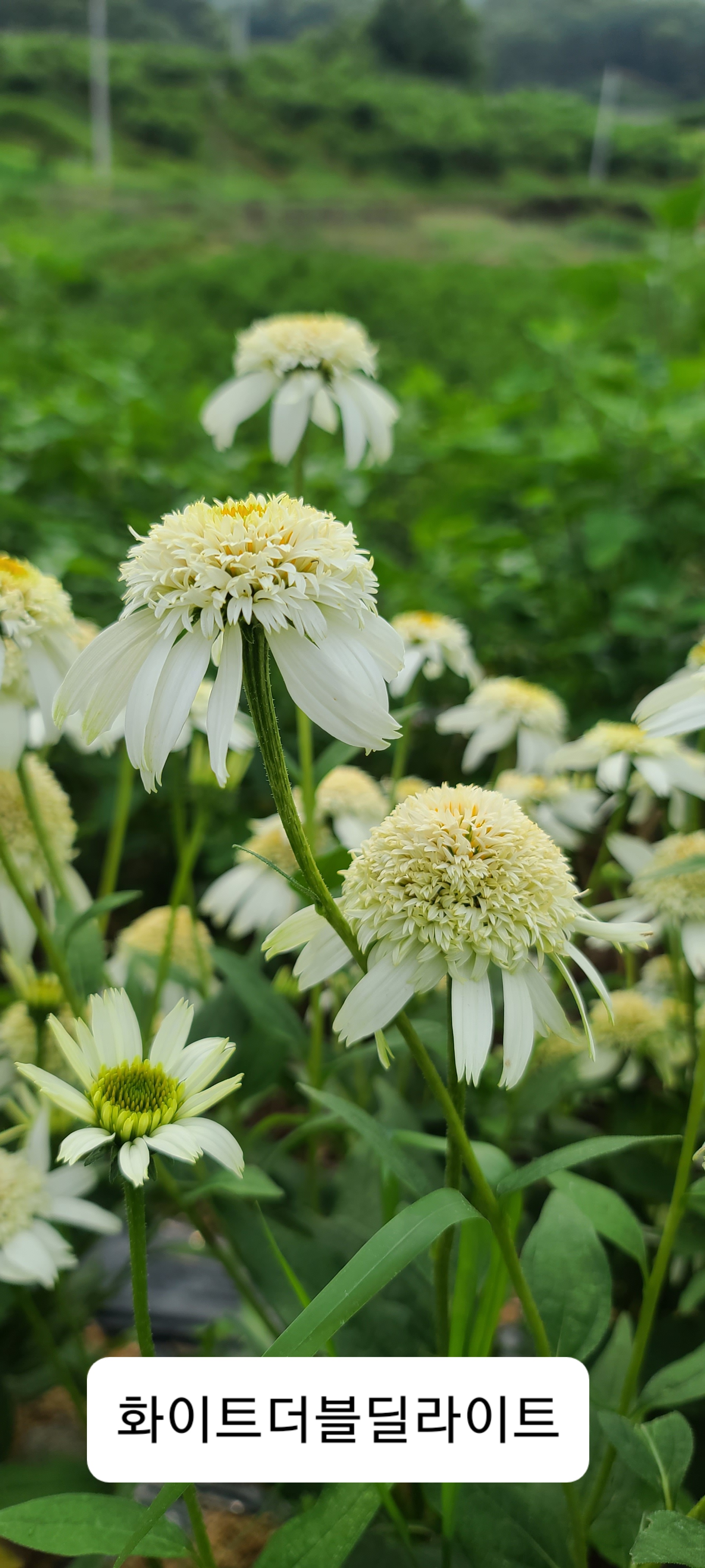 Echinacea purpurea 'White Double Delight'